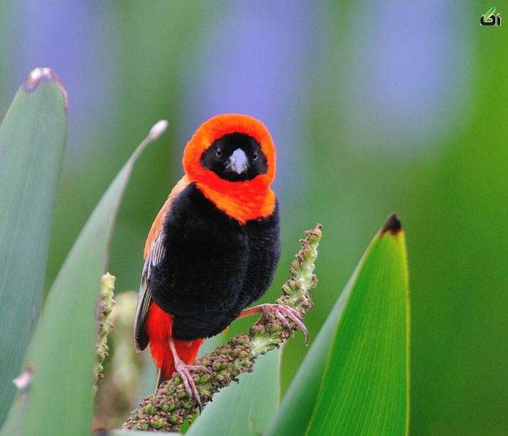 عکس پرندگان زیبای دنیا 