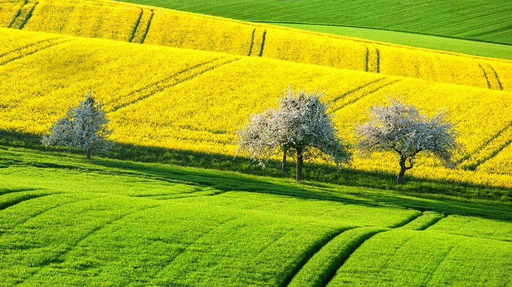 زیباترین مزرعه های دنیا 
