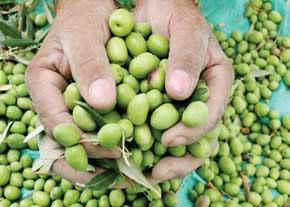 شهرستان طارم بهترین وبیشترین تولید محصول باغی زیتون در ایران وخاور میانه رادارد. 