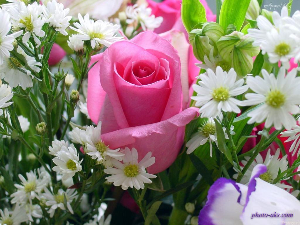 http://pic.photo-aks.com/photo/nature/flowers/rose/large/pink-rose(photo-aks).jpg