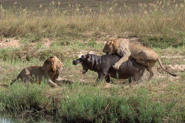lions_attack_hippo_animal_predation_figh
