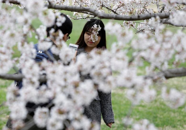 اخبار,انعکاس,شکوفه های گیلاس