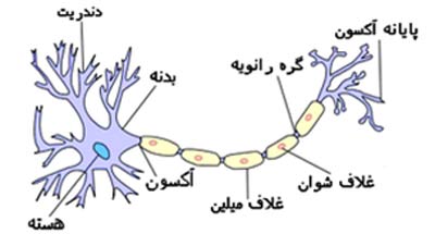 neuron 03 تحقیق کامل در مورد نورون / Neuron