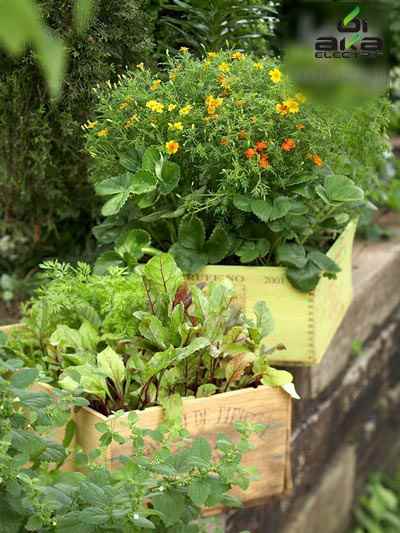 اموزش کاشت راحت سبزیجات مورد استفاده در خانه , خلاقیت در کاشت گیاه در خانه 