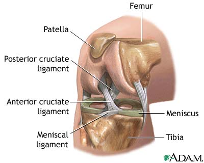 رباط صلیبی قدامی(Anterior cruciate ligament)