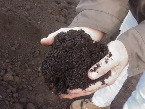 اطلاعاتی در مورد خاک پوششی برای کشت قارچ دکمه ای