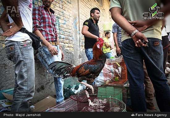 عکس: بازار فروش پرندگان در بندرعباس پرنده,بندرعباس,عکس های دیدنی جهان