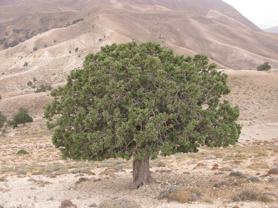 نمونه‌اي از درخت ارس كهنسال شاهرود