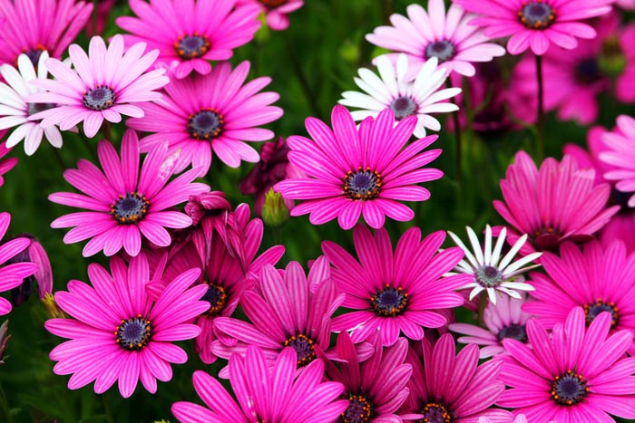 عکس گل خوشگل , تصاویر گلهایه طبیعی 