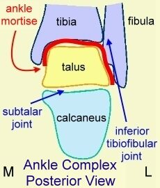 رباط های مچ پا (Ankle ligaments)