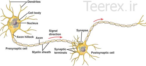 neuron 05 تحقیق کامل در مورد نورون / Neuron