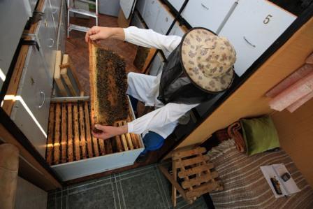 زنبوردار در حال بازدید از یک کلنی قوی در داخل تریلر حمل کندوها