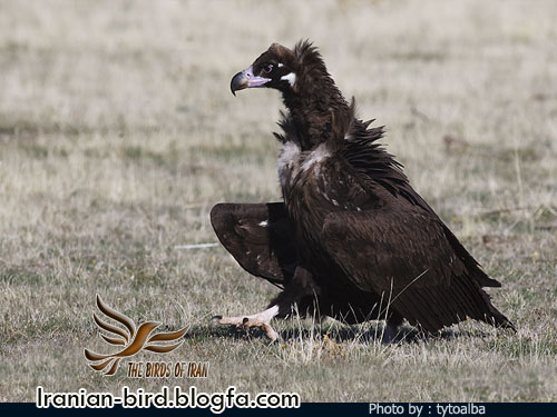 دال سیاه - Black vulture