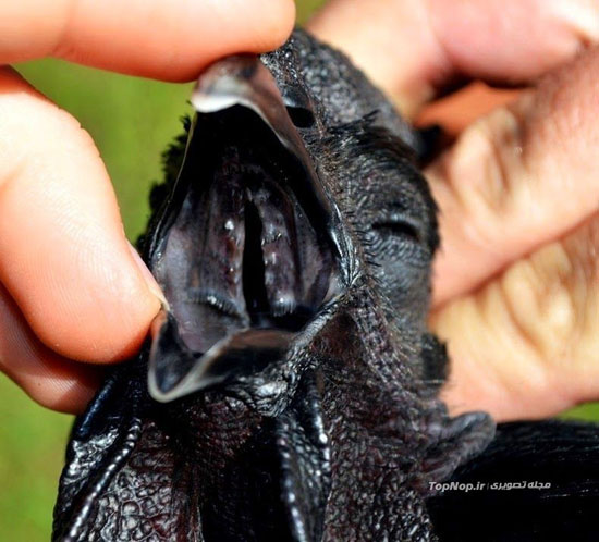 ,خروس سیاه, گونه ای نادر و زیبا +عکس خروس,سیاه,خواندنی ها و دیدنی ها