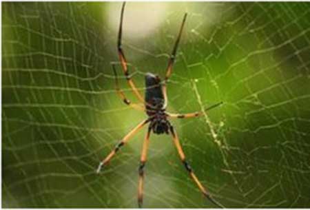محکم‌ترین تار عنکبوت جهان تولید شد