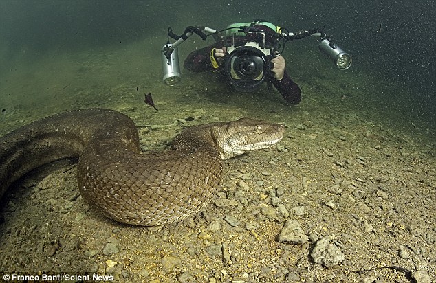 Say cheese! Banfi, 53, goes up close to take an underwater shot of one of the anacondas. He saw six huge female snakes during his time in Brazil