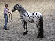180px-Appaloosa_stallion.JPG