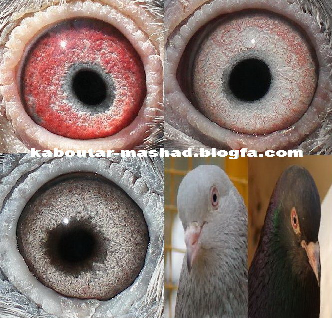 رنگ چشم کبوتران تیپلر(پاکستانی و هندی)