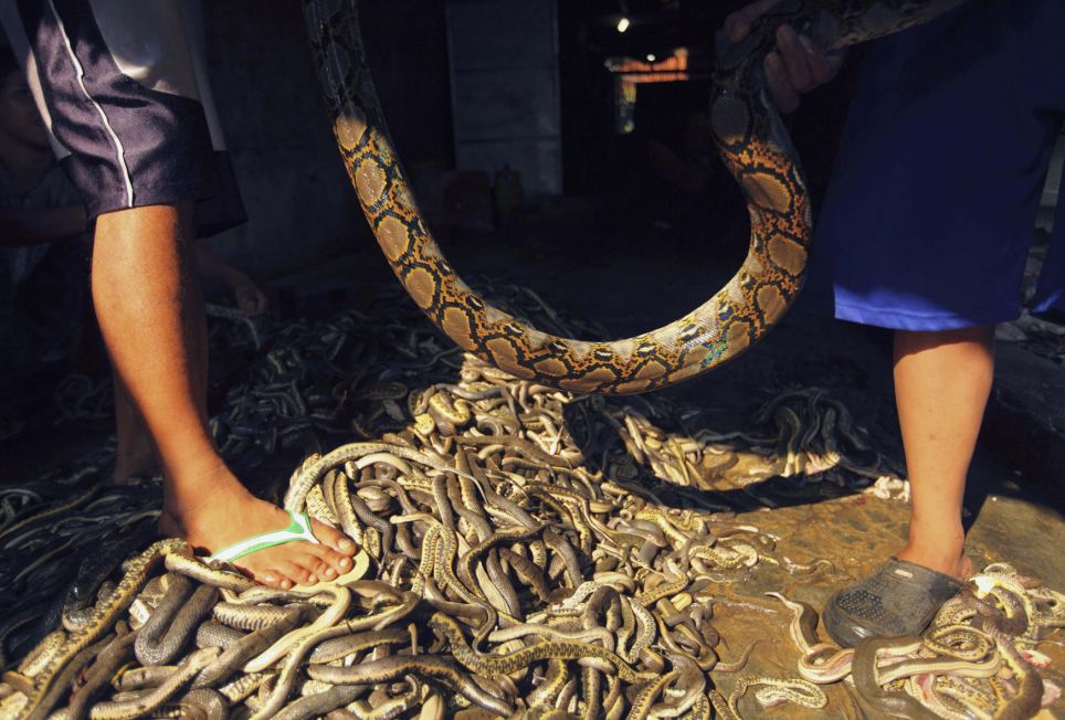 Preparations: Workers hold a snake before killing it at a snake slaughterhouse at Kapetakan village near Cirebon, Indonesia
