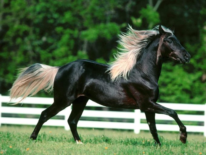 زیباترین اسب 