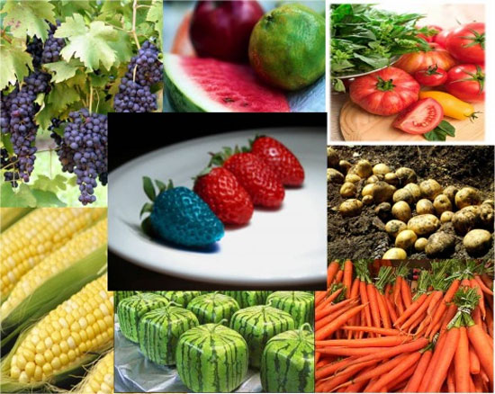 ,غذاهای اصلاح شده ژنتیکی خوب است یا بد؟ غذاهای ژنتیکی,مواد غذایی GMO,تغذیه سالم زندگی سالم