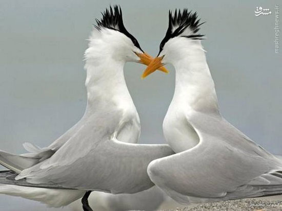 ,عکس: پرنده های عاشق پرنده,عاشق,پرندگان,دیدنی های امروز دیدنی های روزانه