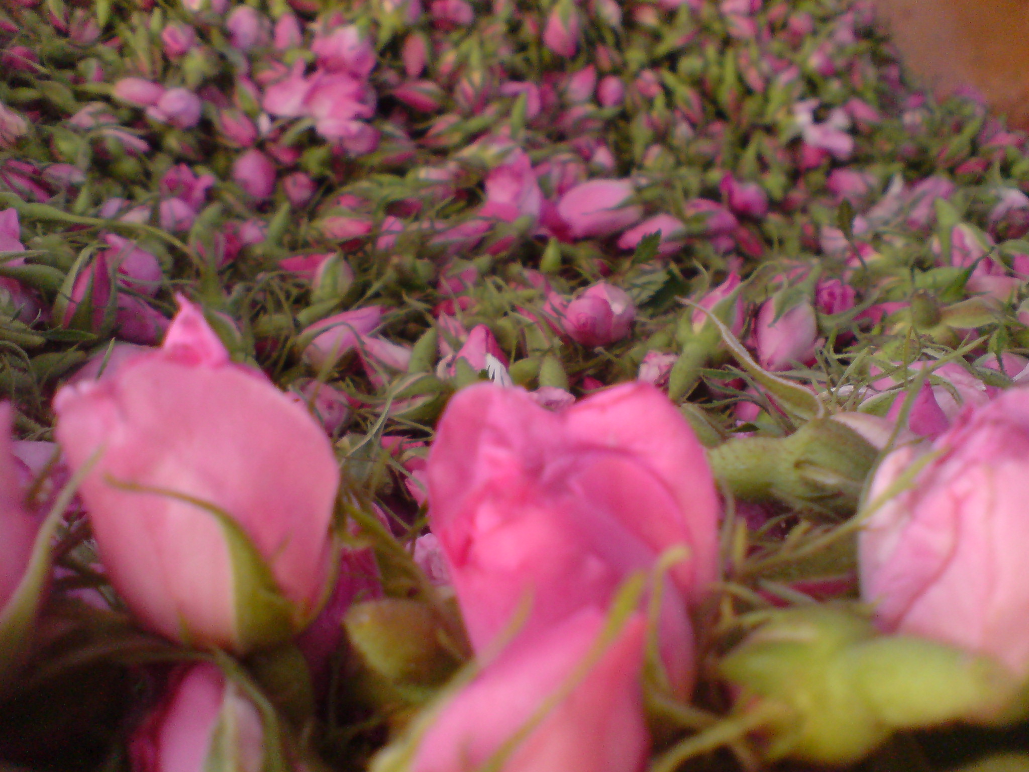 گلستان‌های نوش‌آباد به غنچه نشست