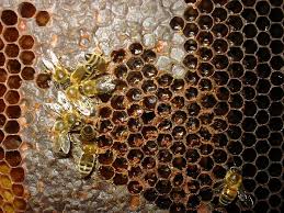 روش شناخت عسل خوب و طبیعی