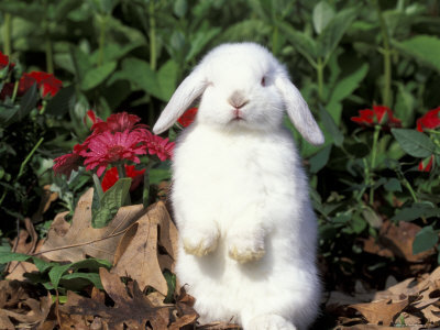 lop-eared-rabbit.jpg