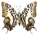 butterfly_042.gif