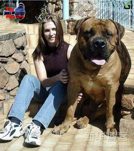 خشگل ترین سگ جهان , عکس سگ های دوبرمن بزرگ , عکس بزرگترین سگ دنیا 