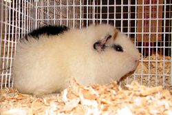 Teddy guinea pig.jpg