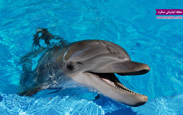 مراحل رشد جنین دلفین در هر ماه با جزییات 