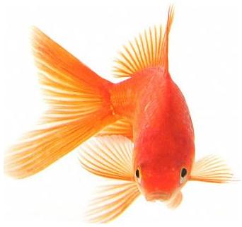 red-fish.jpg