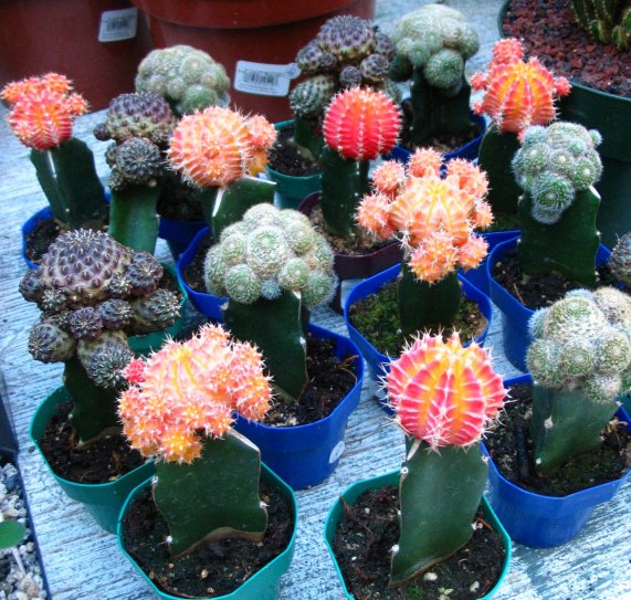 grafted-cactus11.jpg