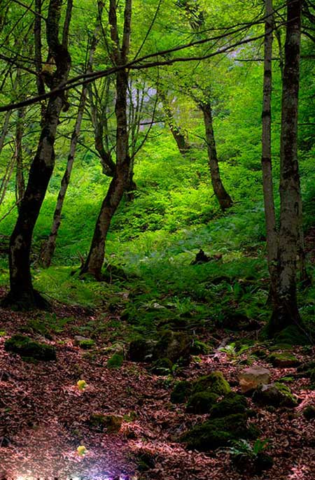 جنگل هلی‌ دار, گردشگری, تور گردشگری,شهرهای استان مازندران- دیدنی های استان مازندران
