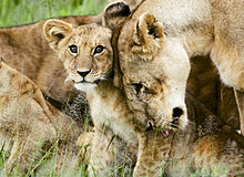 220px-Lion_cub_with_mother.jpg