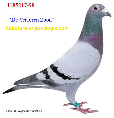 pigeons%20736%20%285%29.jpg