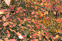 Autumn leaves 2.jpg