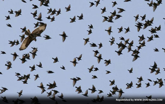 عکس های طبیعت,سار ها؛ زیباترین پرواز گروهی پرندگان +عکس سار