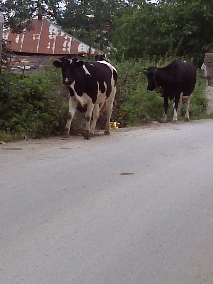 گاوهای روستای سرسبز فیلبند