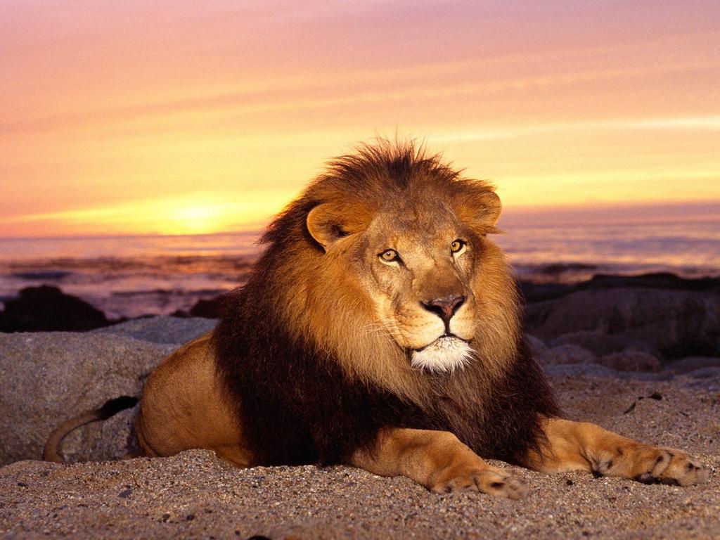 Beautiful-Majestic-Lion.jpg