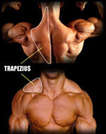 عضلات ذوزنقه ای(trapezius)