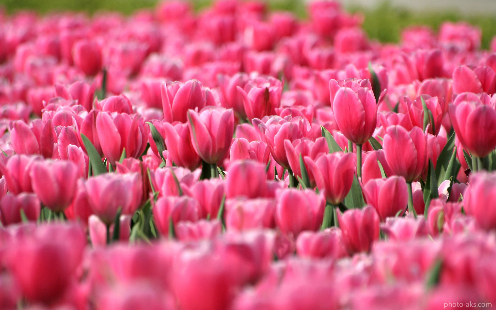 ,عکس گل لاله - گلهای لاله خوشگل -زیباترین غنچه گل لاله - پس زمینه گل لاله - aks gole lale - aks gholeh laleh - tulips flowers - tulip - ghgiفتوعکس | photo-aks,[categoriy]
