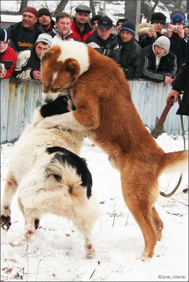 russian dog fight 8