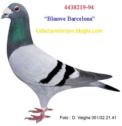 pigeons%20736%20%2810%29.jpg