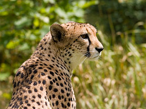 Cheetah4.jpg