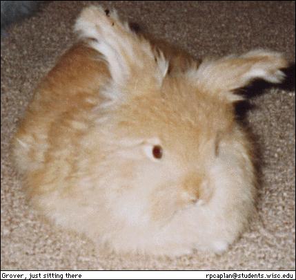 rabbit-baby_angora2.jpg
