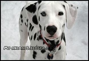 سگ دالماسین یا خالدار Dalmatian