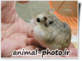 عکس کوچیکترین موش و همستر دنیا